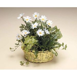 Dish Garden With Daisies in North East, PA, The Flower Cart