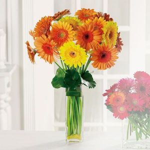 Gerbera Garden in North East, PA, The Flower Cart